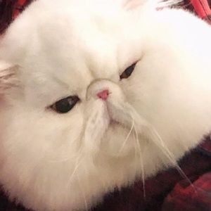 Meet your Posher, Judith